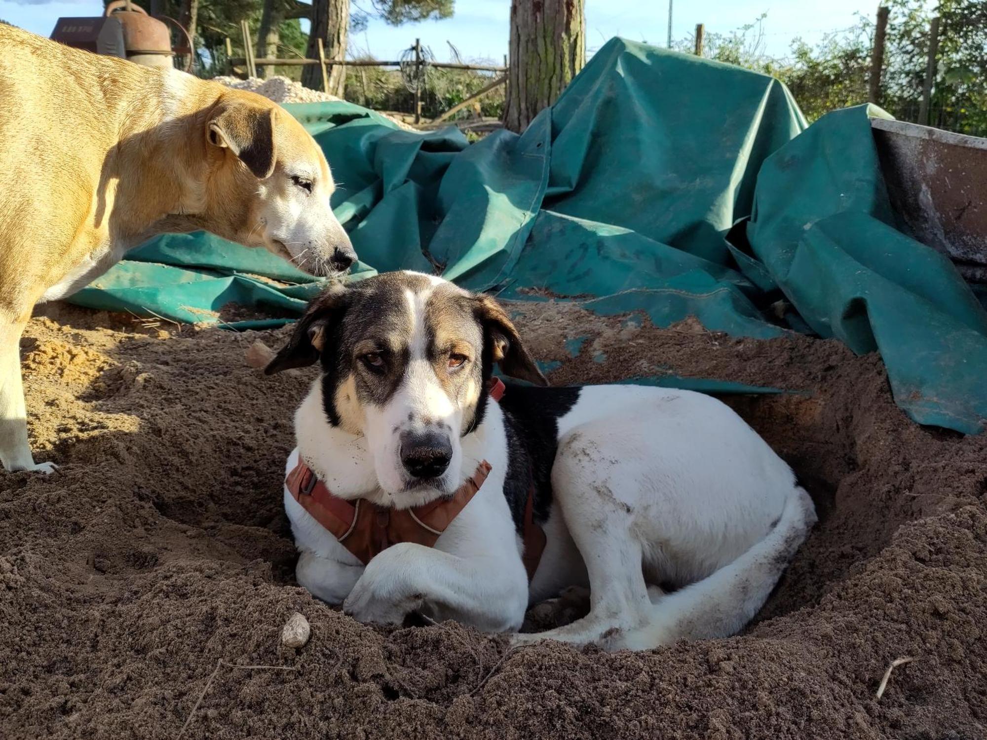 Hotel Cosy Nest In Animal Rescue Monte Dos Vagabundos São Teotónio Esterno foto
